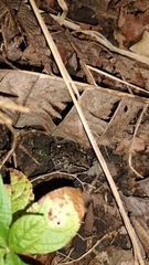 Leptodactylus fragilis