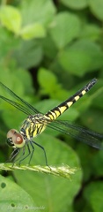 Brachydiplax sobrina