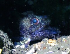 Batrachomoeus dubius