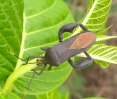Anoplocnemis