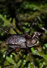 Forsteropsalis