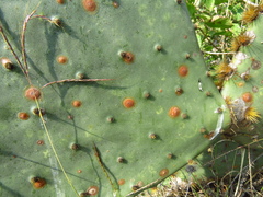 Diaspis echinocacti