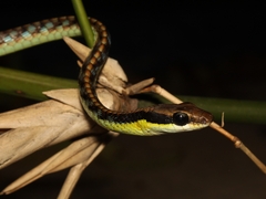 Dendrelaphis underwoodi