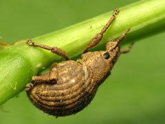 Pseudocneorhinus bifasciatus