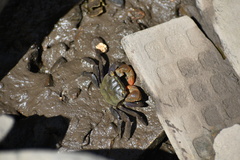 Parasesarma erythodactylum