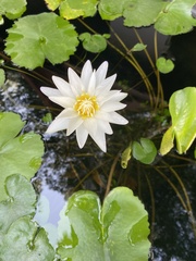 Nymphaea lotus