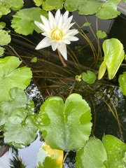 Nymphaea lotus