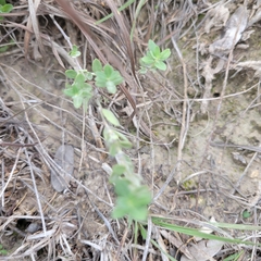 Scutellaria wrightii