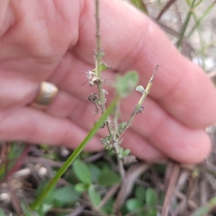 Scutellaria wrightii