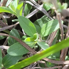 Scutellaria wrightii