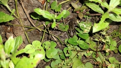 Lithobates brownorum