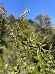 Nothofagus solandri
