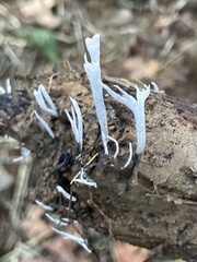 Xylaria hypoxylon