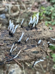 Xylaria hypoxylon