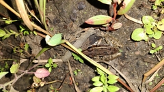 Lithobates brownorum