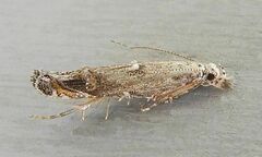 Naera fuscocristatella