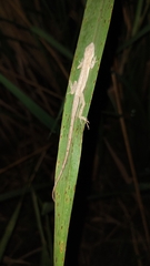 Anolis sericeus