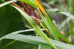 Orthetrum chrysis
