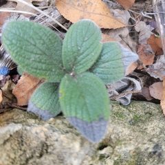 Lithospermum helleri