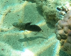 Amblygobius phalaena