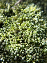 Bryum lanatum