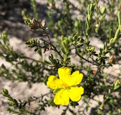 Hibbertia devitata