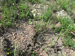 Kohautia amatymbica