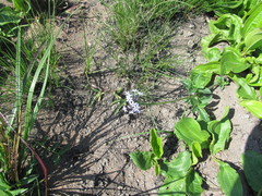 Pentanisia prunelloides