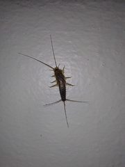 Ctenolepisma lineatum