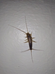 Ctenolepisma lineatum