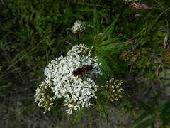 Helophilus obscurus