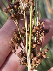 Juncus acutus leopoldii