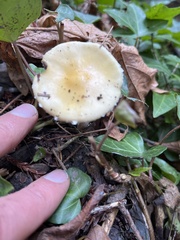 Stropharia ambigua