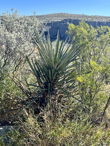 Yucca treculiana