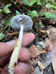 Stropharia ambigua