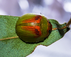 Paropsisterna simsoni