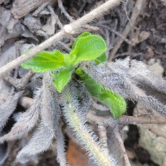 Lithospermum helleri