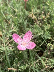 Oenothera canescens