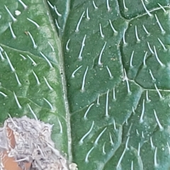 Lithospermum helleri