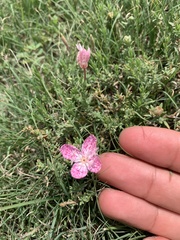 Oenothera canescens