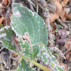 Lithospermum helleri