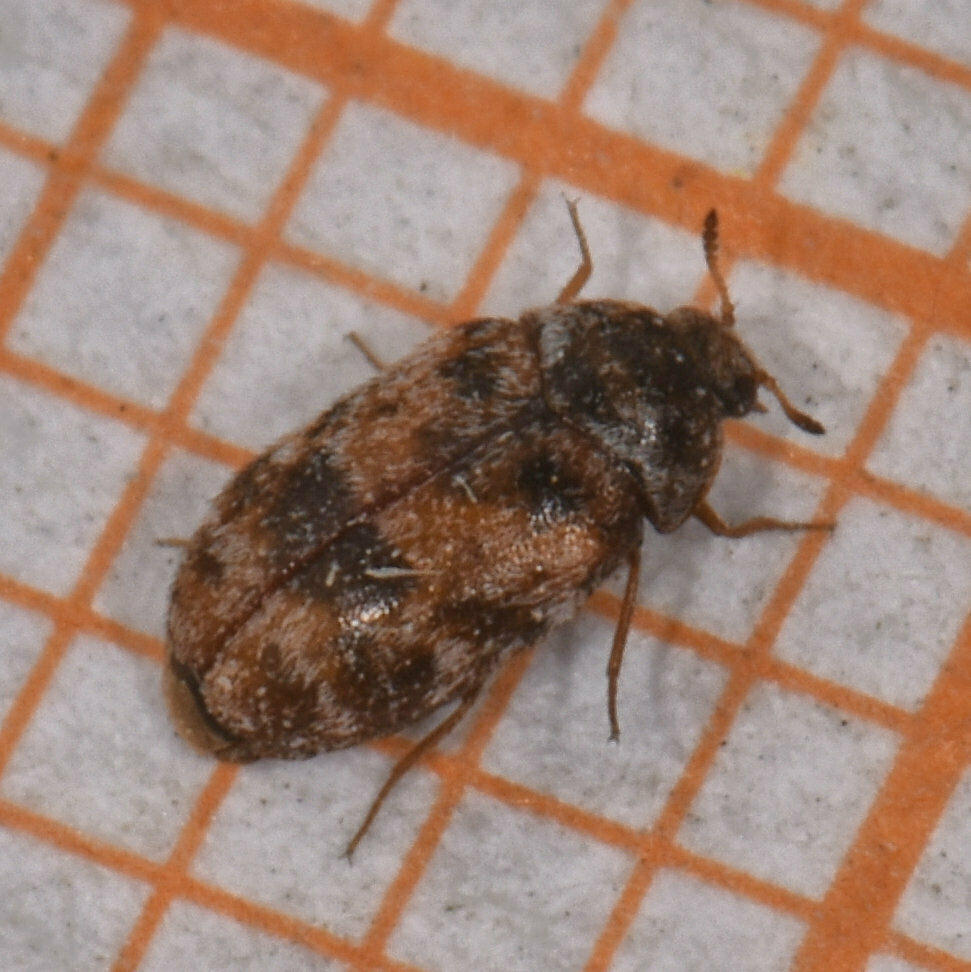 Tricolored Carpet Beetle