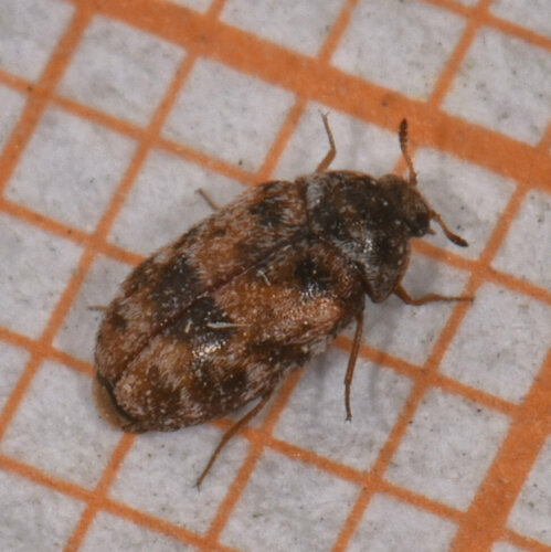 Tricolored Carpet Beetle