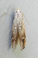 Naera fuscocristatella