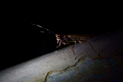 Spilomantis occipitalis