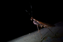 Spilomantis occipitalis