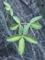 Ptelea crenulata
