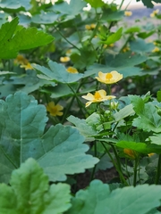Modiolastrum malvifolium