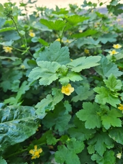 Modiolastrum malvifolium