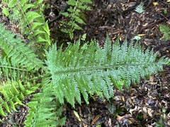 Asplenium bulbiferum